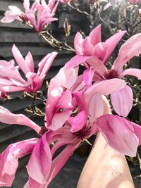 Close-up of pink flowering plants