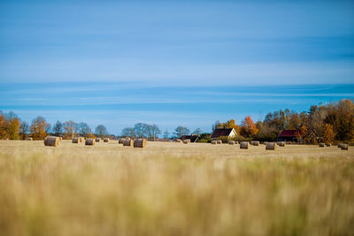 Hay bales on farm against blue sky