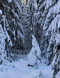 Snow covered trees on field during winter