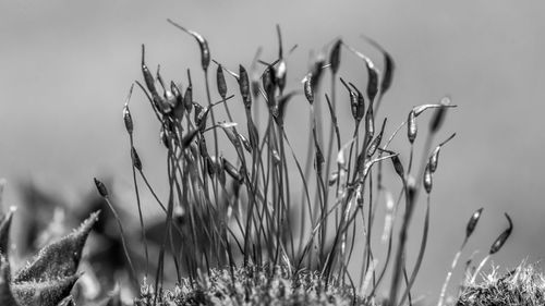 Close-up of wilted plant against sky