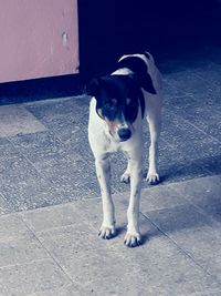 Portrait of puppy standing on floor