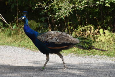Peacock in a field