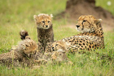 Cheetah lies on grass beside three cubs