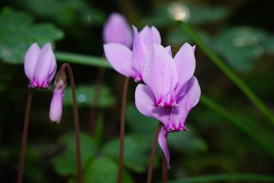 Close-up of pink crocus blooming outdoors