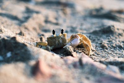 Close-up of crab on rock