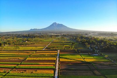 Scenic view of agricultural field against clear sky