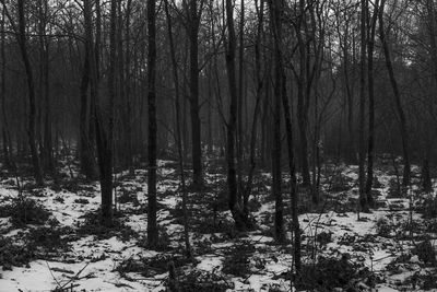 Bare trees in forest during winter