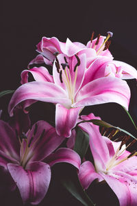 Close-up of pink lily flowers against black background