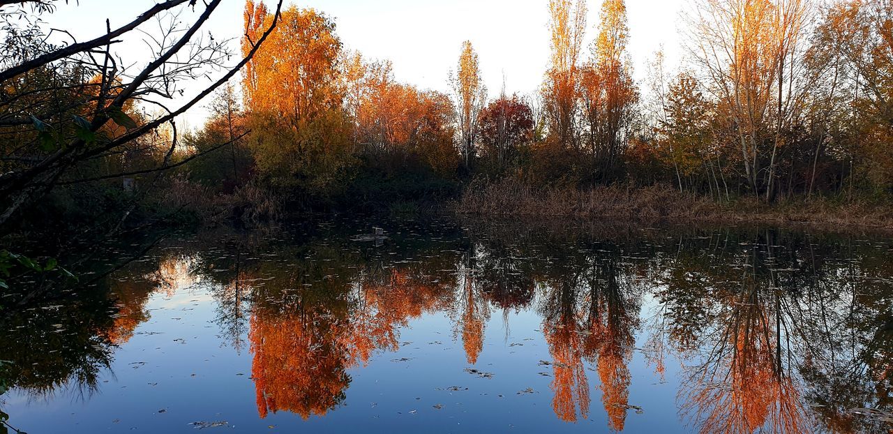 reflection, tree, water, nature, autumn, plant, lake, tranquility, beauty in nature, leaf, sky, tranquil scene, scenics - nature, no people, morning, non-urban scene, natural environment, sunlight, idyllic, growth, day, outdoors, standing water, forest, branch, waterfront, woodland, wilderness, land, orange color, reflection lake, landscape, wetland, environment