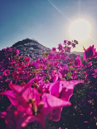 Pink flowers blooming against bright sun