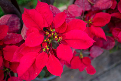 Close-up of insect on red flowering plant