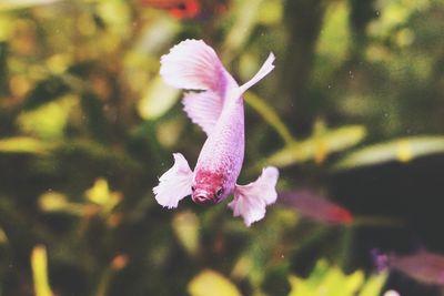 Close-up of pink flower