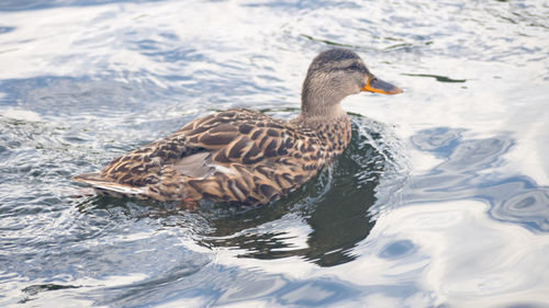 High angle view of mallard duck swimming in lake