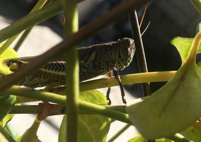 Close-up of bird perching on plant