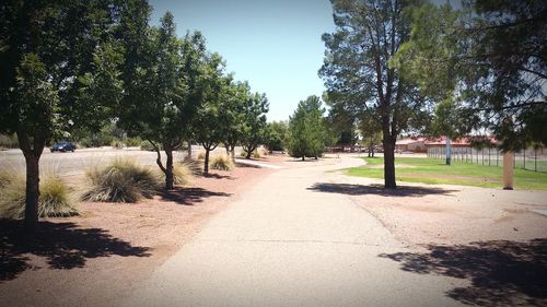 Road passing through forest