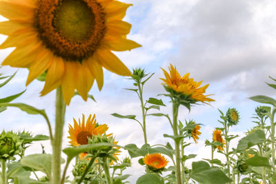 Close-up of sunflower against sky