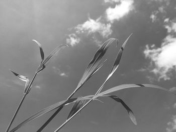 Low angle view of stalks against sky