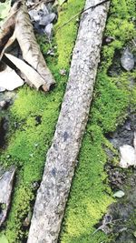 High angle view of moss on tree trunk