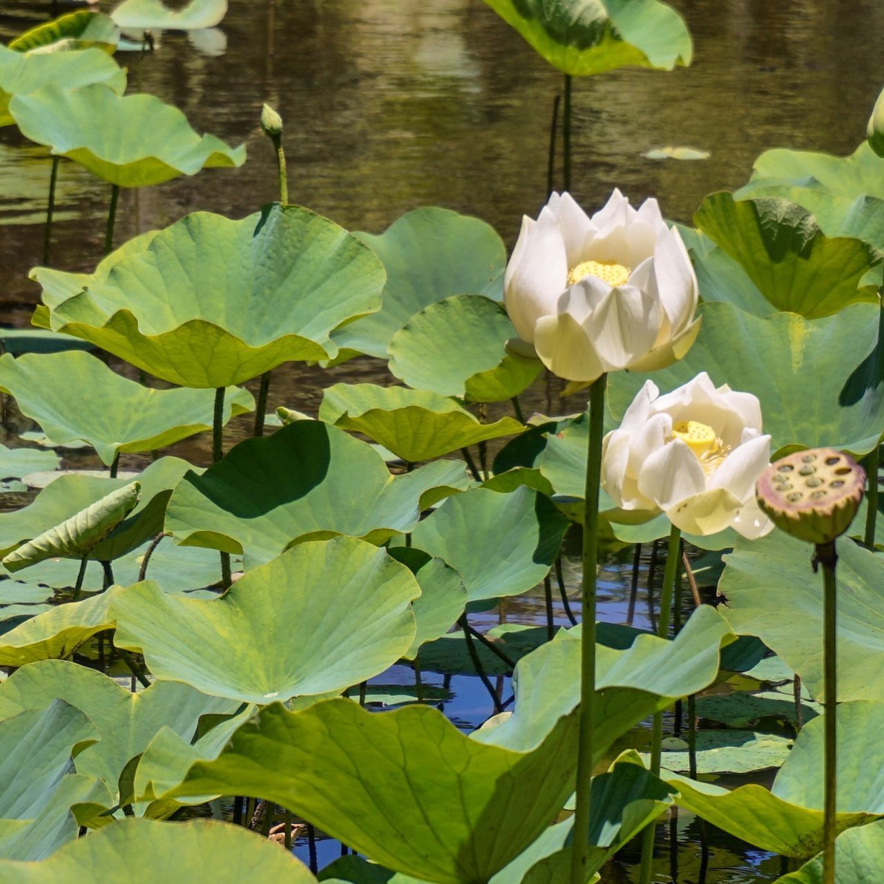 CLOSE-UP OF LOTUS WATER LILY ON LEAVES