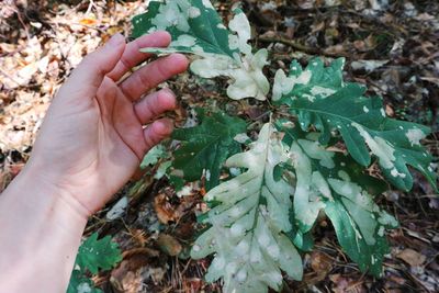 Close-up of hand holding plant