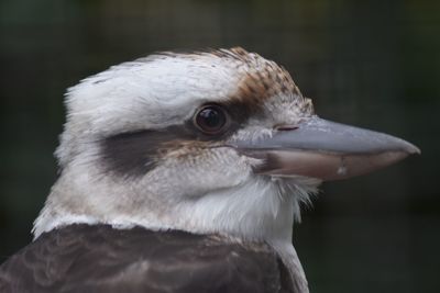 Close-up of bird