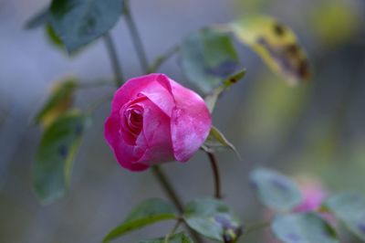 Close-up of pink rose