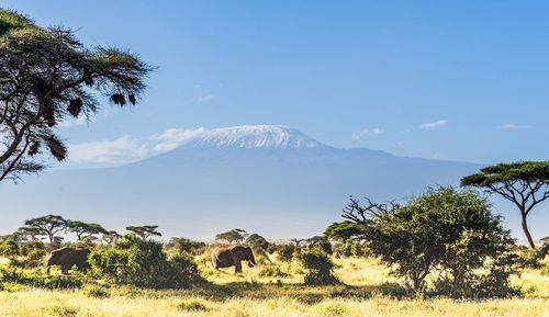 View of elephants on field against mountain