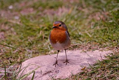 Close-up of bird perching on a field