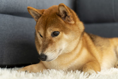 A shiba sitting in the living room. japanese dog.