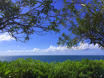 Scenic view of sea with trees and plants in foreground