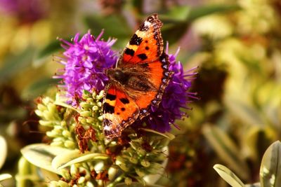 Close-up of butterfly pollinating on purple flower