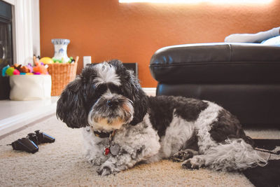 Portrait of dog sitting at home