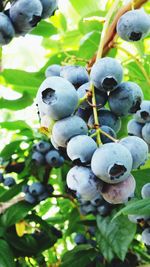 Close-up of berries growing on tree