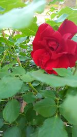 Close-up of red rose blooming outdoors