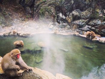 Monkeys at natural hot spring