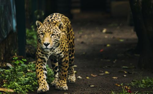 Leopard walking on field