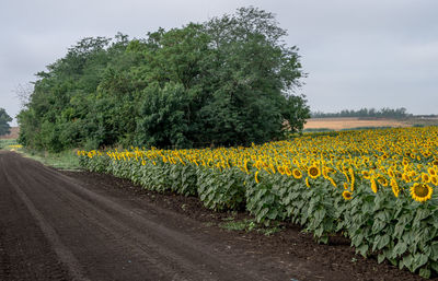 Yellow flowers growing in field