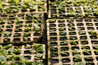 Full frame shot of plants growing on brick wall