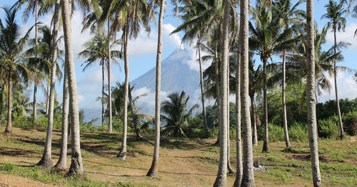 Panoramic view of trees in forest against sky