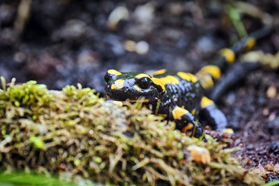 Close-up of lizard on land
