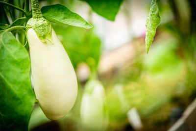 Close-up of plant