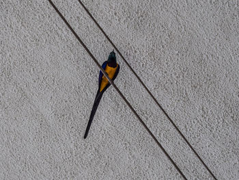 High angle view of a bird on wall