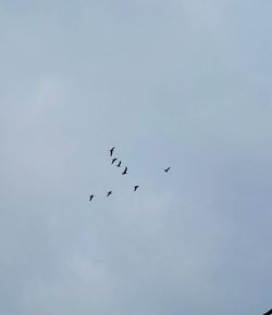 Low angle view of birds flying in sky