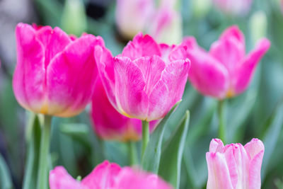 Close-up of pink tulips