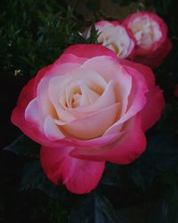 Close-up of pink rose blooming outdoors