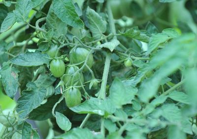 Close-up of fresh green leaves