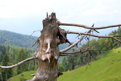 Close-up of dead tree on landscape against sky