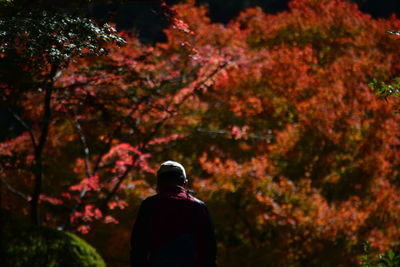 Autumn leaves on tree trunk