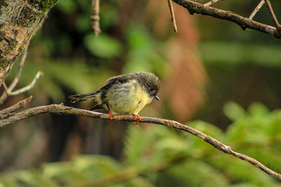 Close-up of bird perching on branch