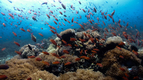 Anthias fish at pulong bato